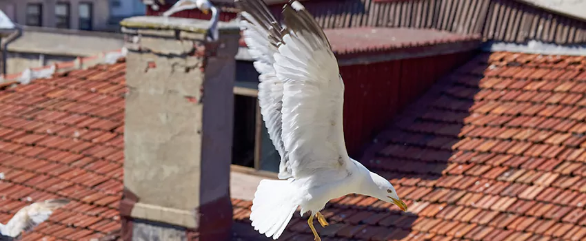 Residential Chimney Animal Removal Solution in Greenville, SC