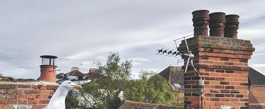 Chimney Cleaning And Restoration in Greenville, South Carolina